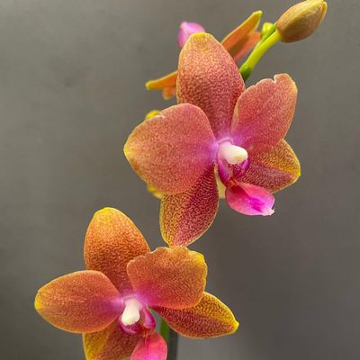 Phalaenopsis Ping Tung Bronze with Buds/Flowers
