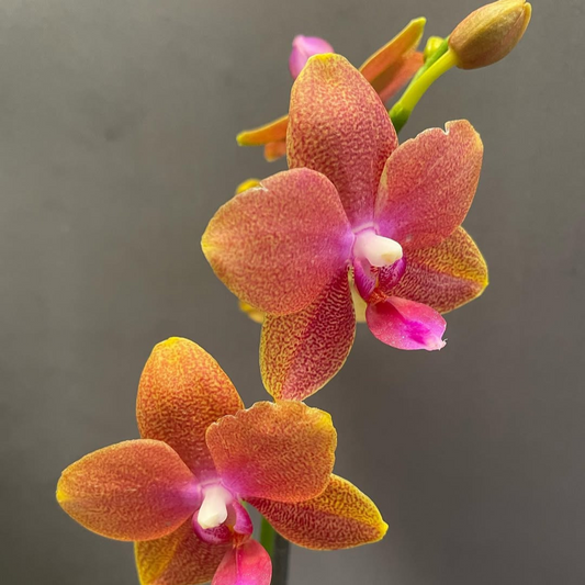 Phalaenopsis Ping Tung Bronze with Buds/Flowers