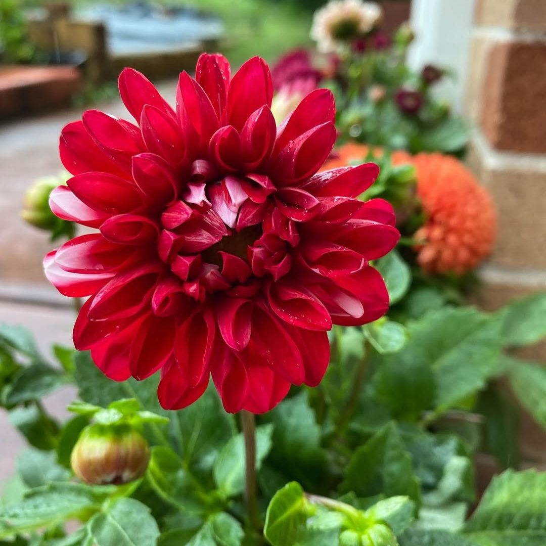 Dwarf Dahlia Flowering Bulbs (Mix Colours)