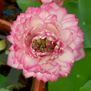 Pink Cloud Lotus Tuber