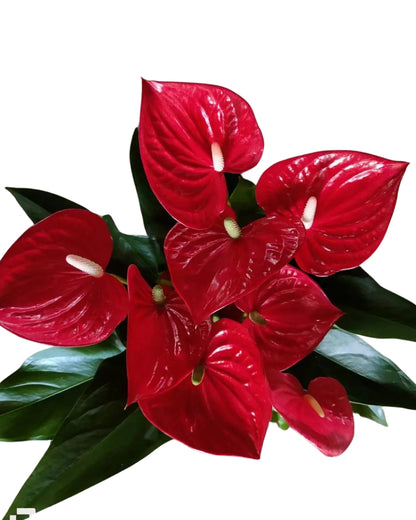 Anthurium Red Flowering Plant Holland Imported Variety with Flowers