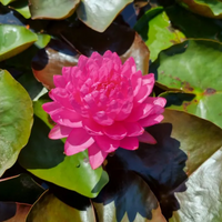 Manickam Hardy Waterlily