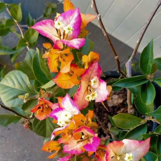 Sufia Indiana Grafted Bougainvillea Plant