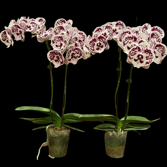 Phalaenopsis Jelly Fish with Buds/Flowers