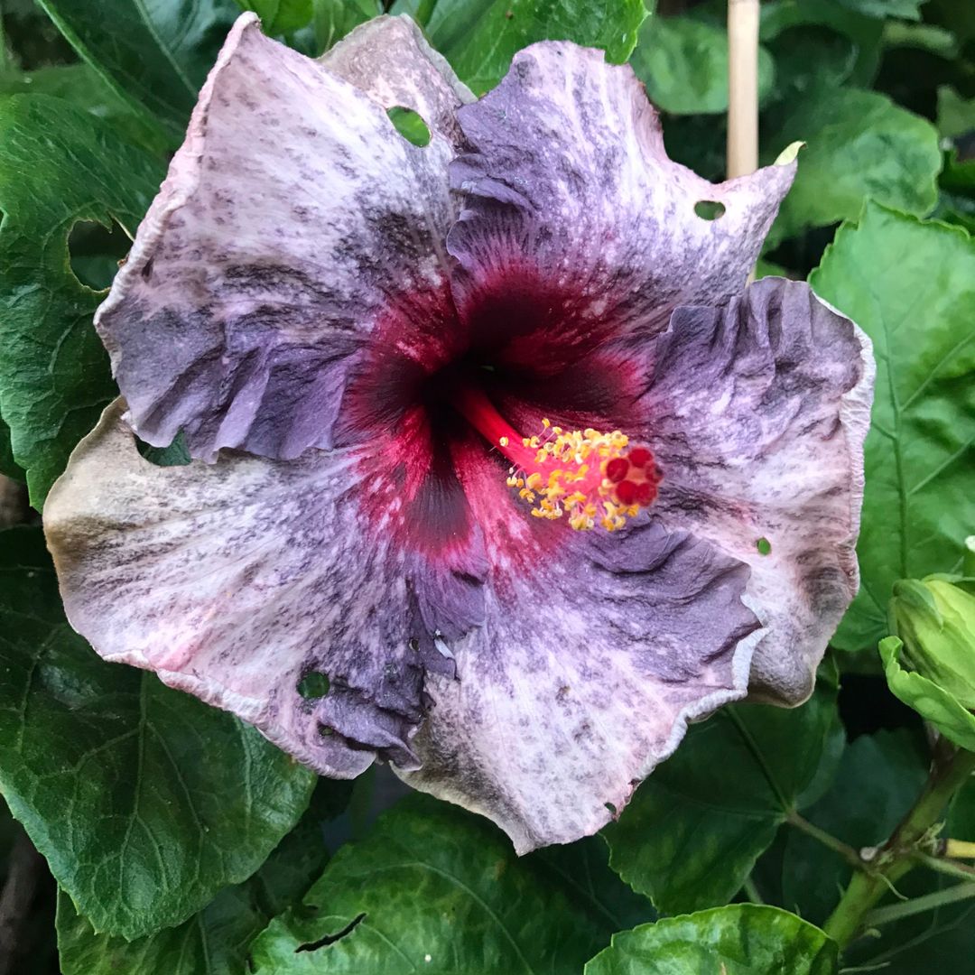Drama Queen Hibiscus