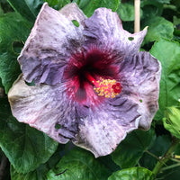 Drama Queen Hibiscus