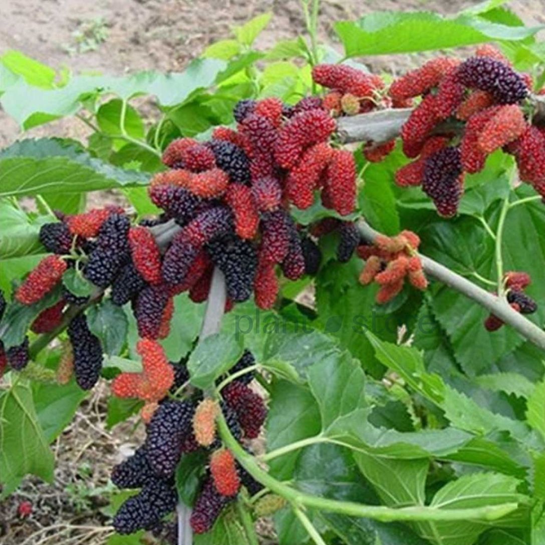 Chiang Mai 60 Mulberry