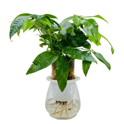 Aquatic Pachira Money Tree