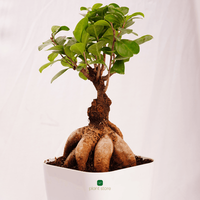Ficus Ginseng Bonsai Plant