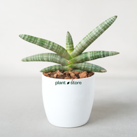Sansevieria Cylindrica 'Boncel'