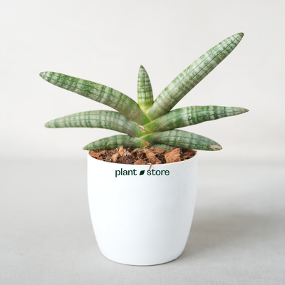 Sansevieria Cylindrica 'Boncel'
