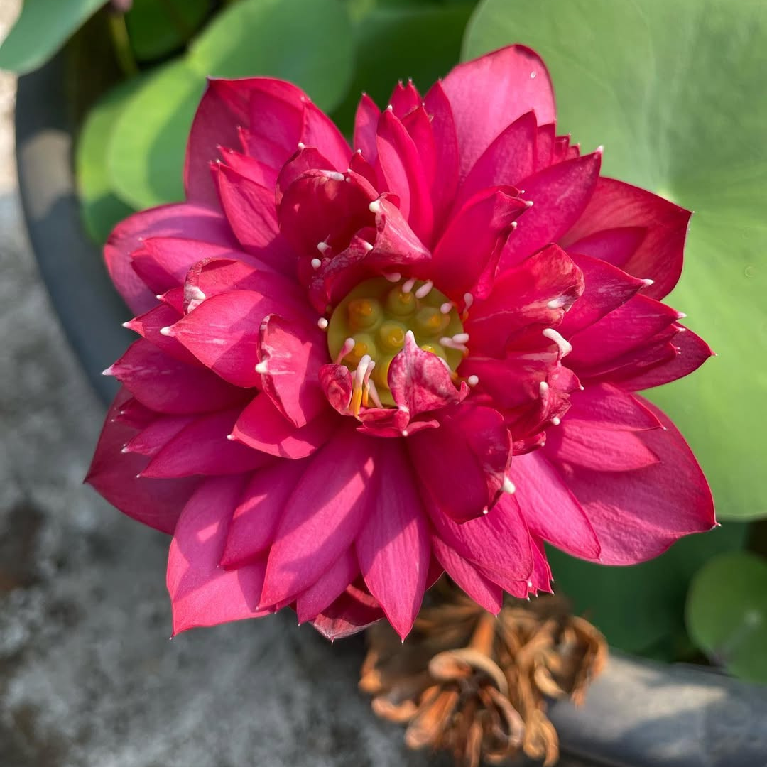 Affection 16 Mini Bowl Lotus Tuber