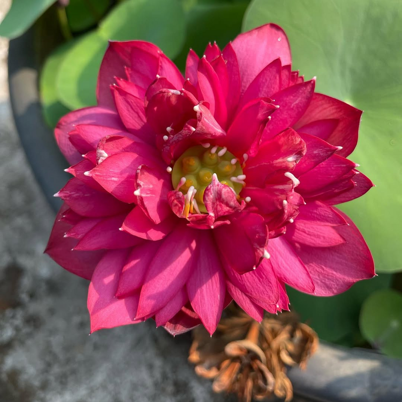 Affection 16 Mini Bowl Lotus Tuber