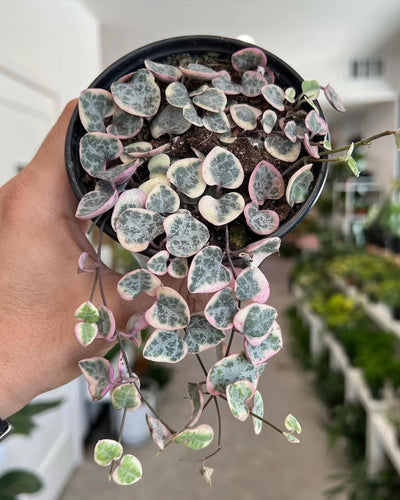 String of Hearts Variegated (Bare Rooted)