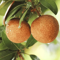 Cricket Ball Chiku Grafted Tree
