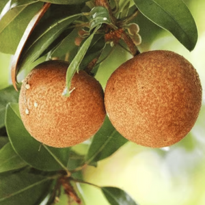 Cricket Ball Chiku Grafted Tree