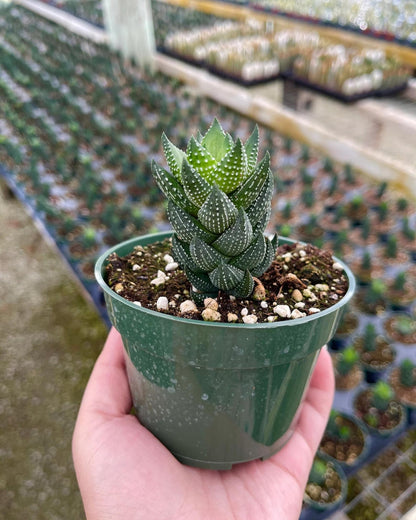 Haworthia Coarctata Succulent