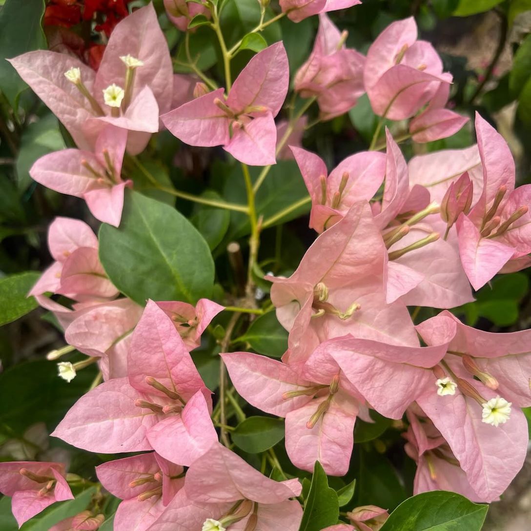 Kyata Grafted Bougainvillea Plant