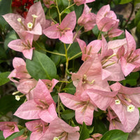 Kyata Grafted Bougainvillea Plant