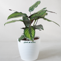 Calathea Beauty Star