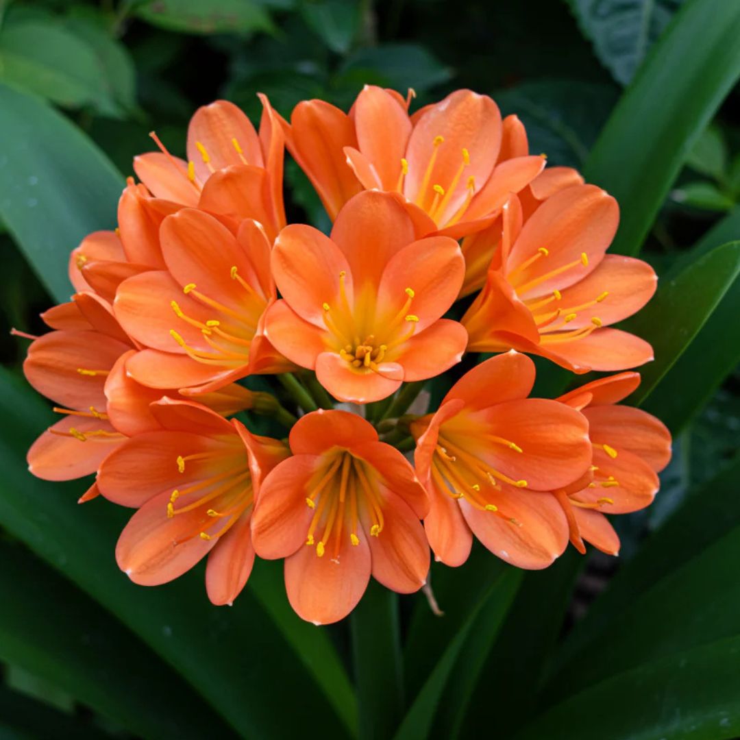 Clivia (Miniata) Lily Flowering Bulbs