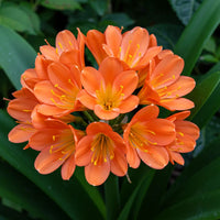 Clivia (Miniata) Lily Flowering Bulbs