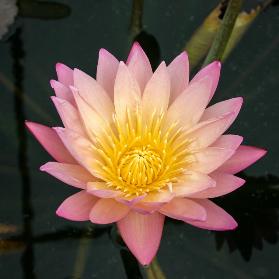 Waterlily 'Tropical Sunset'