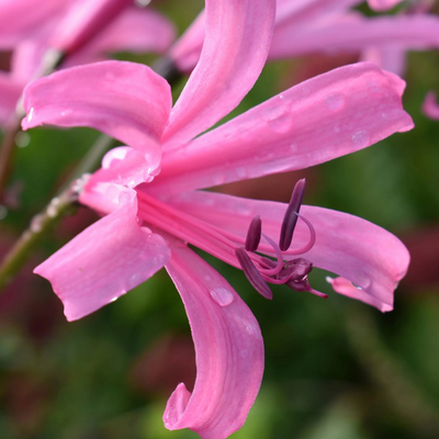 Nerine Lily Bulb – Pink
