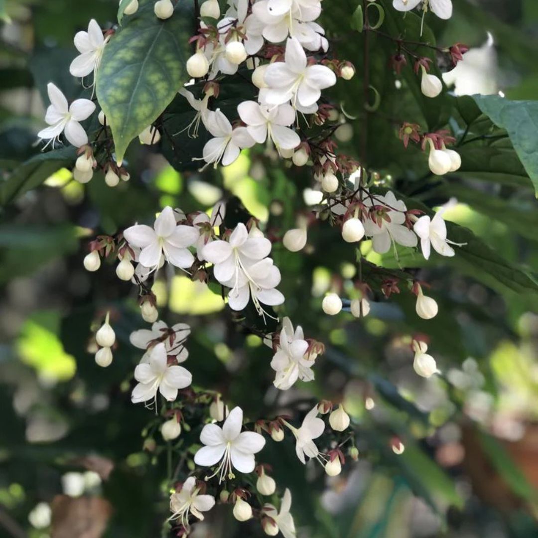 Chain of Glory Plant