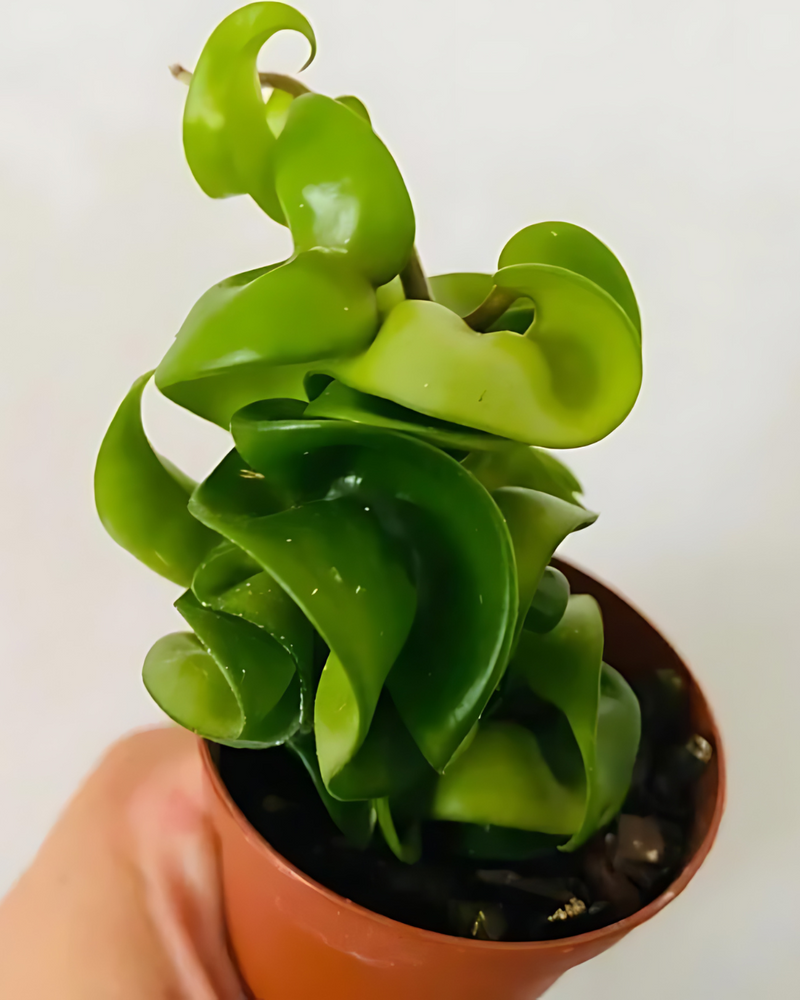 Hoya Compacta (Hindu Rope) - Potted - plant store® 