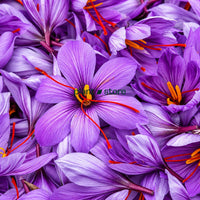 Saffron - Imported Bulbs