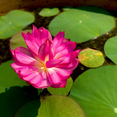 Liangli Micro Lotus Tuber