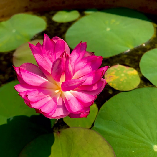 Liangli Micro Lotus Tuber