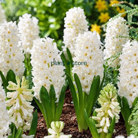 Hyacinth - Aiolos Flower Bulbs (Imported)