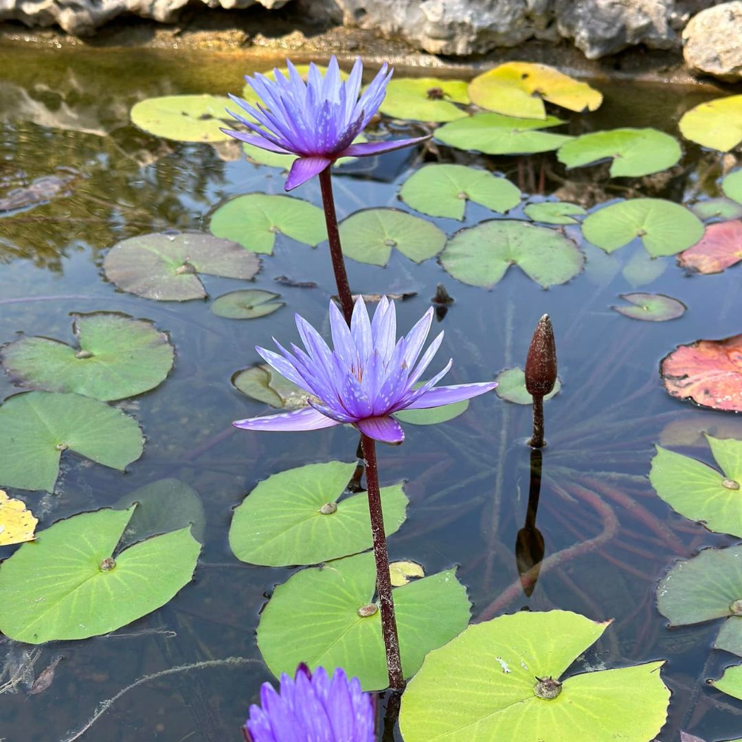 Lady Blue Australian Waterlily