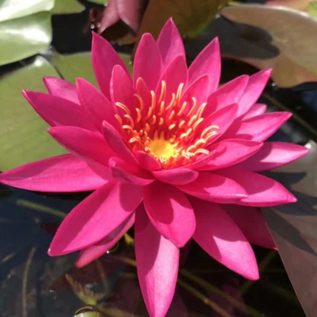 Miss Siam Hardy Waterlily
