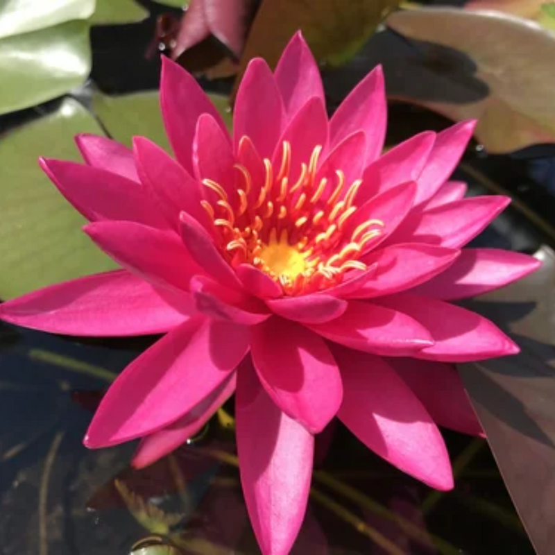 Miss Siam Hardy Waterlily
