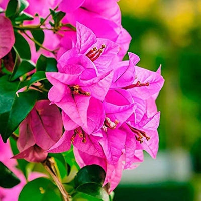 Chilli Pink Bougainvillea