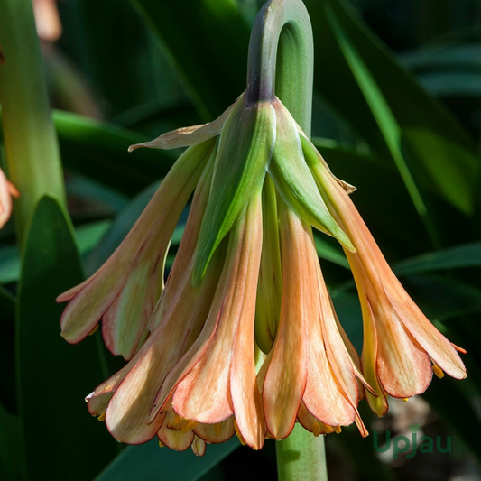 Ifafa Lily Combo – Mix Colour Bulbs