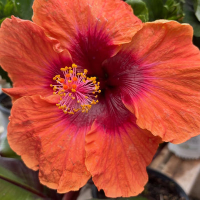 Australian Sea Urchin Hibiscus Plant