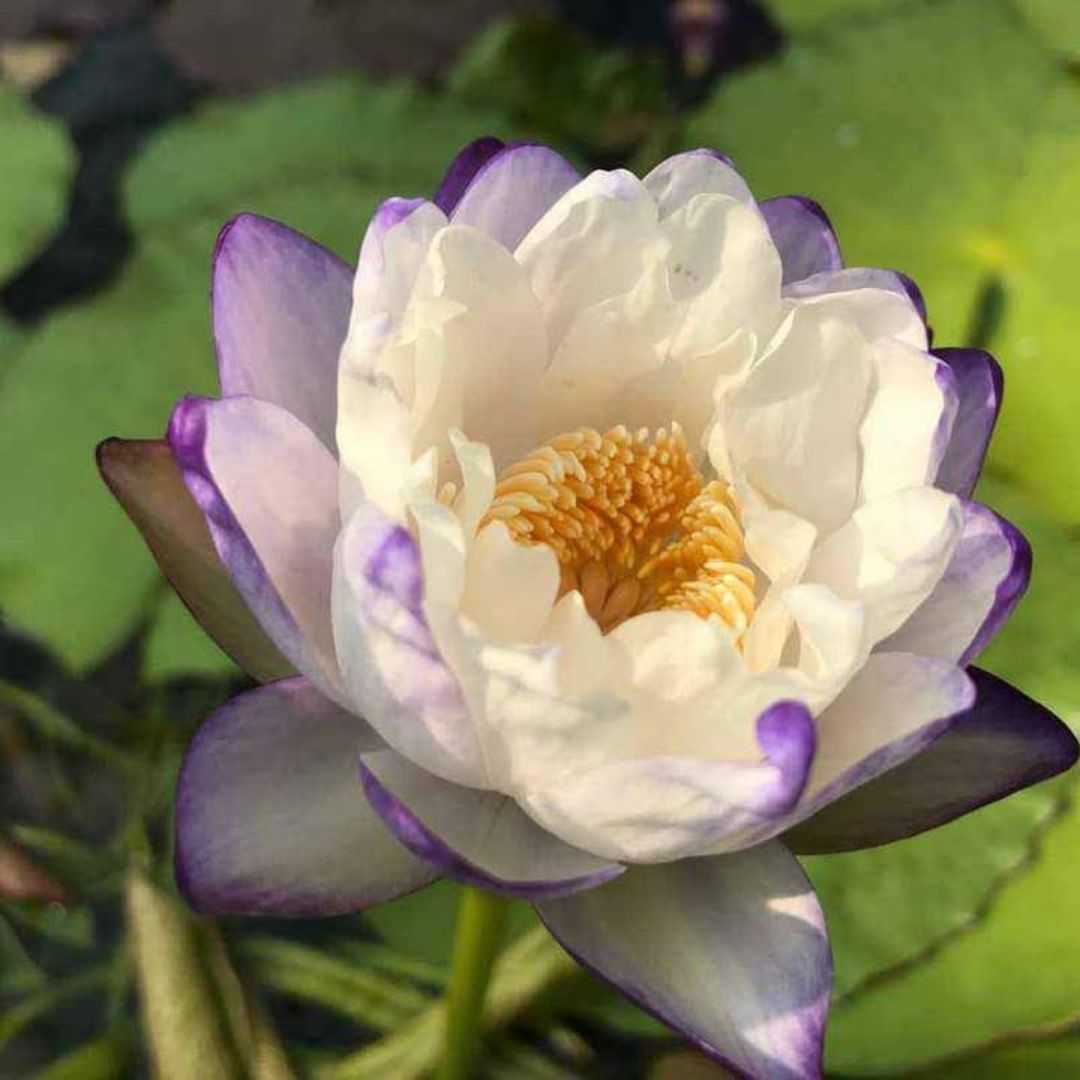 Purple Tip Mimmutabilis Australian Waterlily