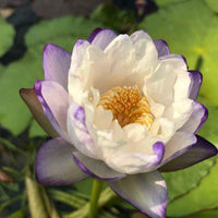Purple Tip Mimmutabilis Australian Waterlily