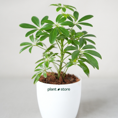Schefflera Green Plant with Pot