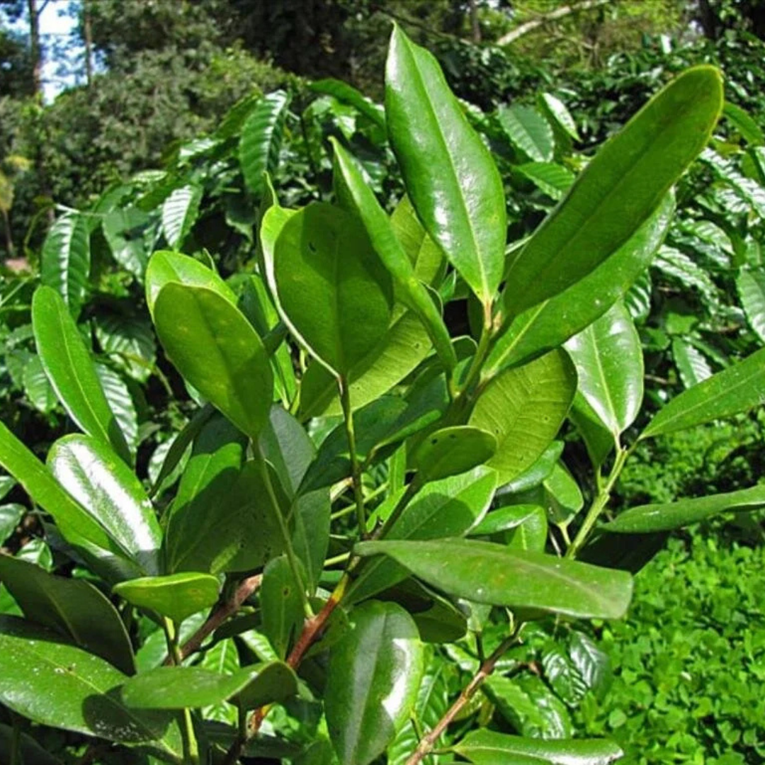 All Spice Grafted Tree