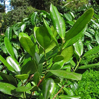 All Spice Grafted Tree