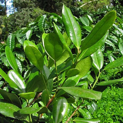All Spice Grafted Tree