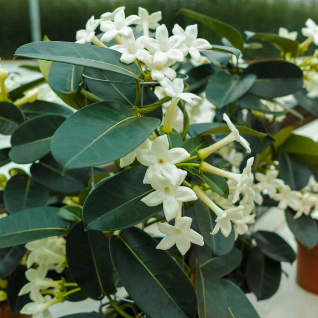 Madagascar Jasmine Plant