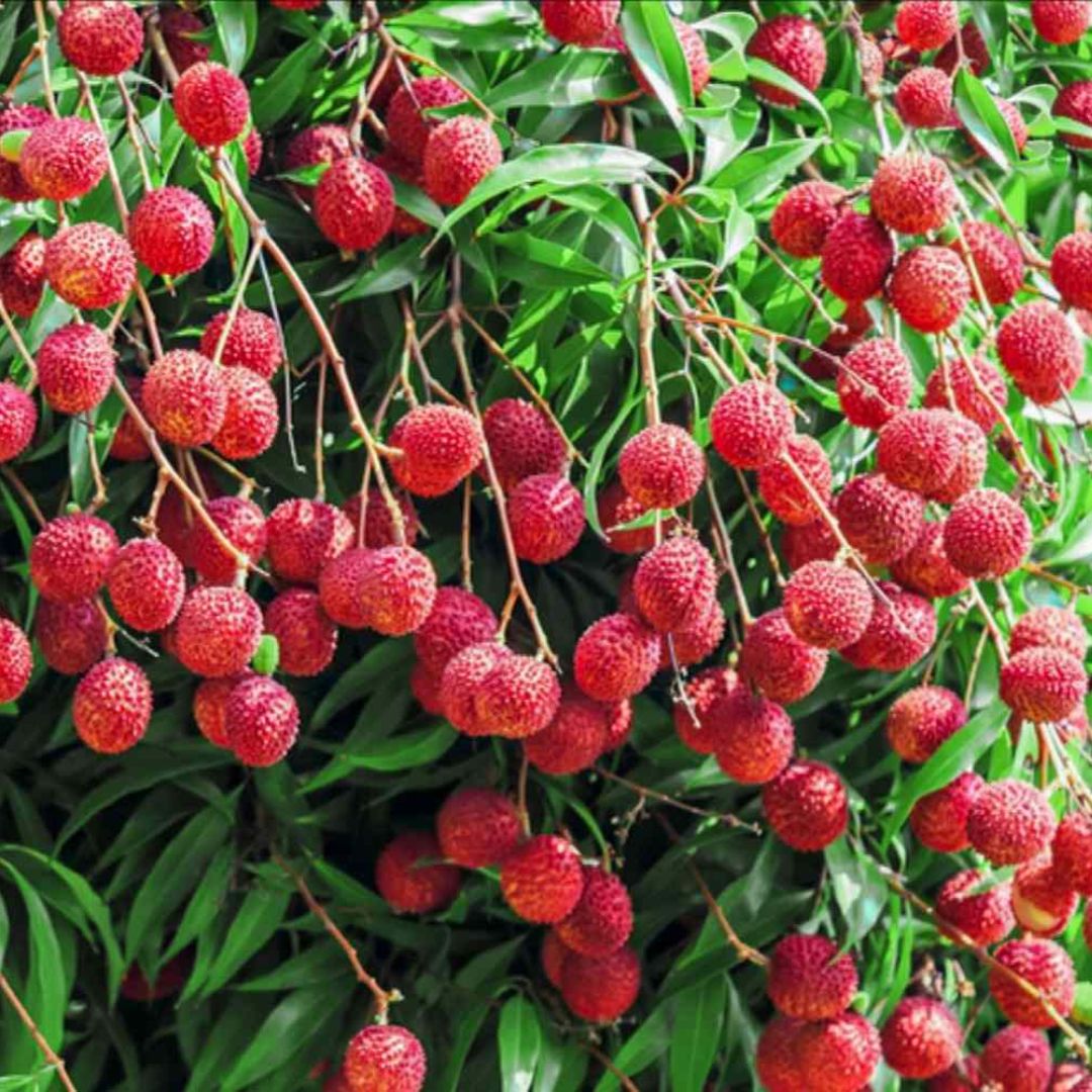 Bombay Lychee Grafted Plant