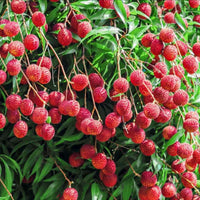 Bombay Lychee Grafted Plant
