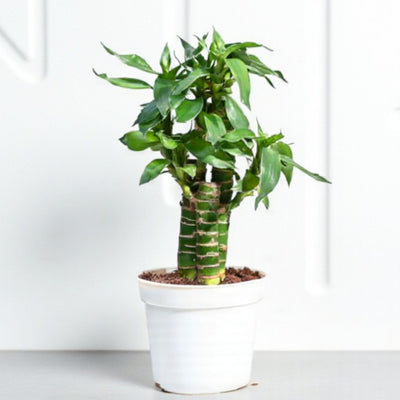 Lucky Lotus Bamboo (3 sticks)